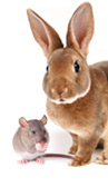 Small Animals