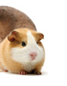 Small Animals